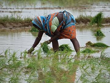 Crosslinks Foundation is happy to announce that it has received a letter of intent for grant support from Small Industries Bank of India (SIDBI) for its proposal to accelerate net zero emissions from rice fields in India. Launched as part of SIDBI's PSRF program and supported by the World Bank, DCF seeks to support innovative and impact-oriented green technology projects that address the problems of the bottom of the pyramid and have underserved segments of society as its beneficiaries.